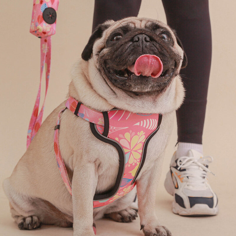 Multi style dog chest strap traction rope - Image 27